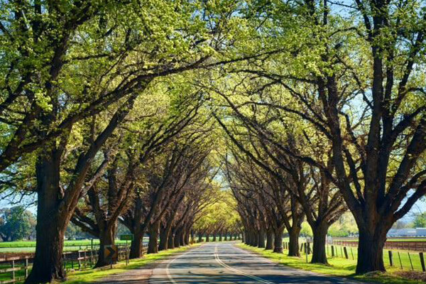 Carpet Cleaning Bacchus Marsh